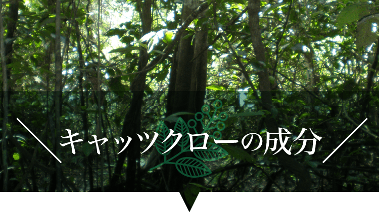 キャッツクローの成分