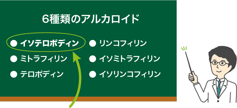 6種類のアルカロイド ● イソテロポディン● ミトラフィリン● テロポディン● リンコフィリン● イソミトラフィリン● イソリンコフィリン
