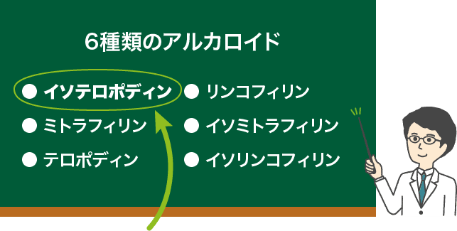 6種類のアルカロイド ● イソテロポディン● ミトラフィリン● テロポディン● リンコフィリン● イソミトラフィリン● イソリンコフィリン