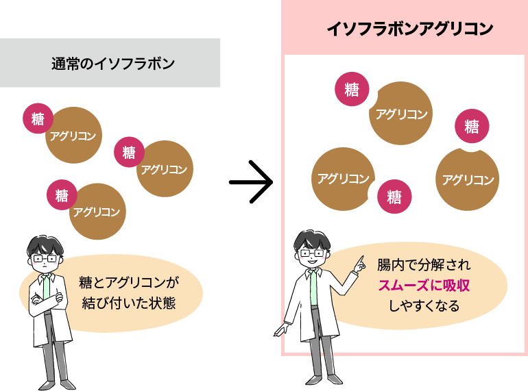 通常のイソフラボン（糖とアグリコンが結び付いた状態）→ イソフラボンアグリコン（腸内で分解されスムーズに吸収しやすくなる）