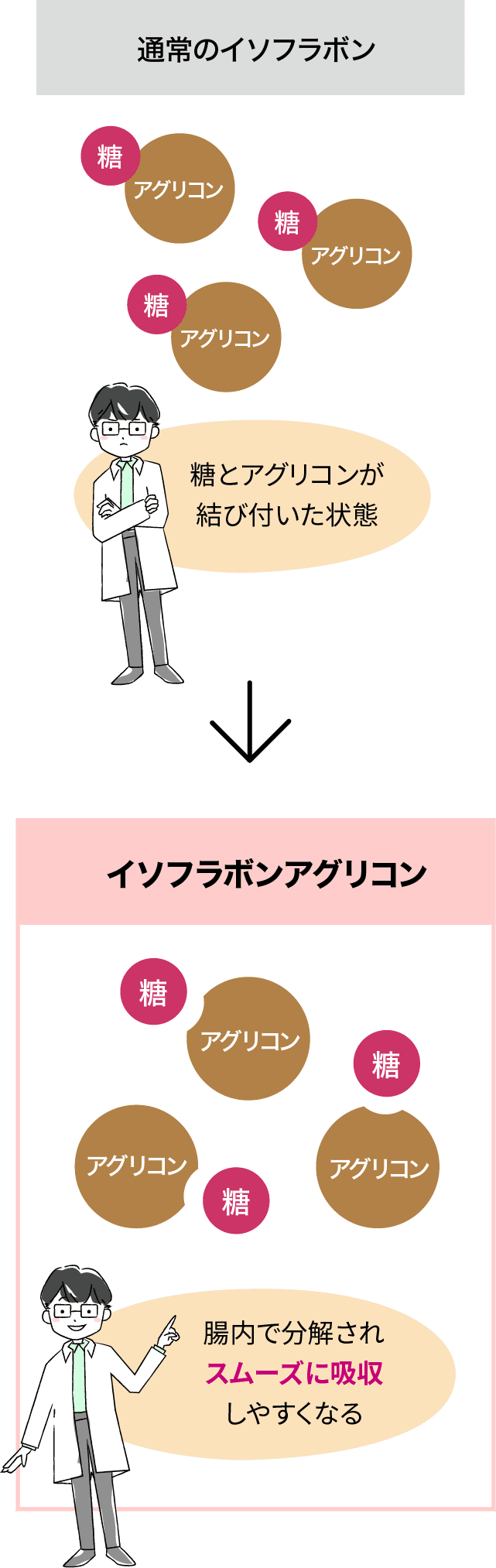 通常のイソフラボン（糖とアグリコンが結び付いた状態）→ イソフラボンアグリコン（腸内で分解されスムーズに吸収しやすくなる）